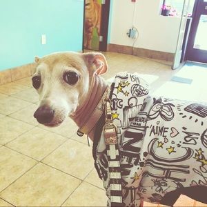 Bella Anne My Spoiled Iggy Girl